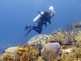 IMG 3289 Josh and Hawksbill Turtle